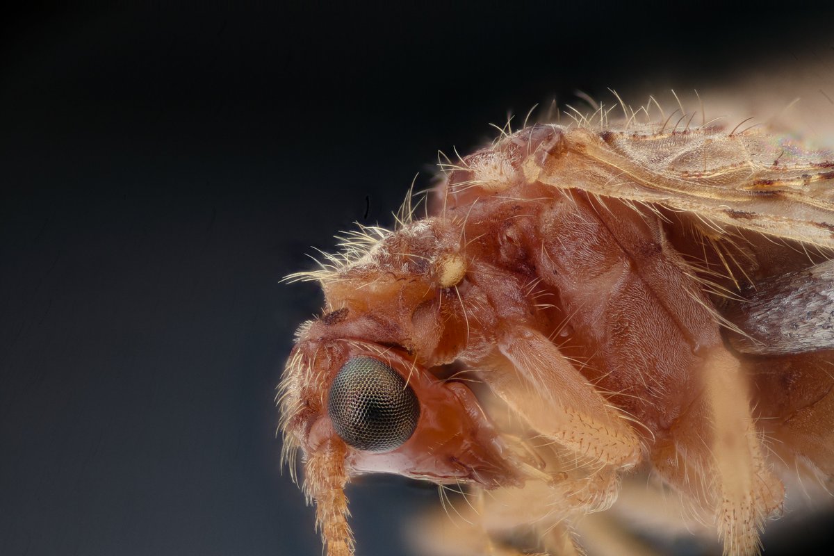 Who knew there were that many #lacewings?  This is one of the brown members, which should plunk it into the Hemerobiidae group.  If only I had know more we would have taken a picture of the wings. Anyway, love the crazy eyes of these species, more jeweled dome than eye.