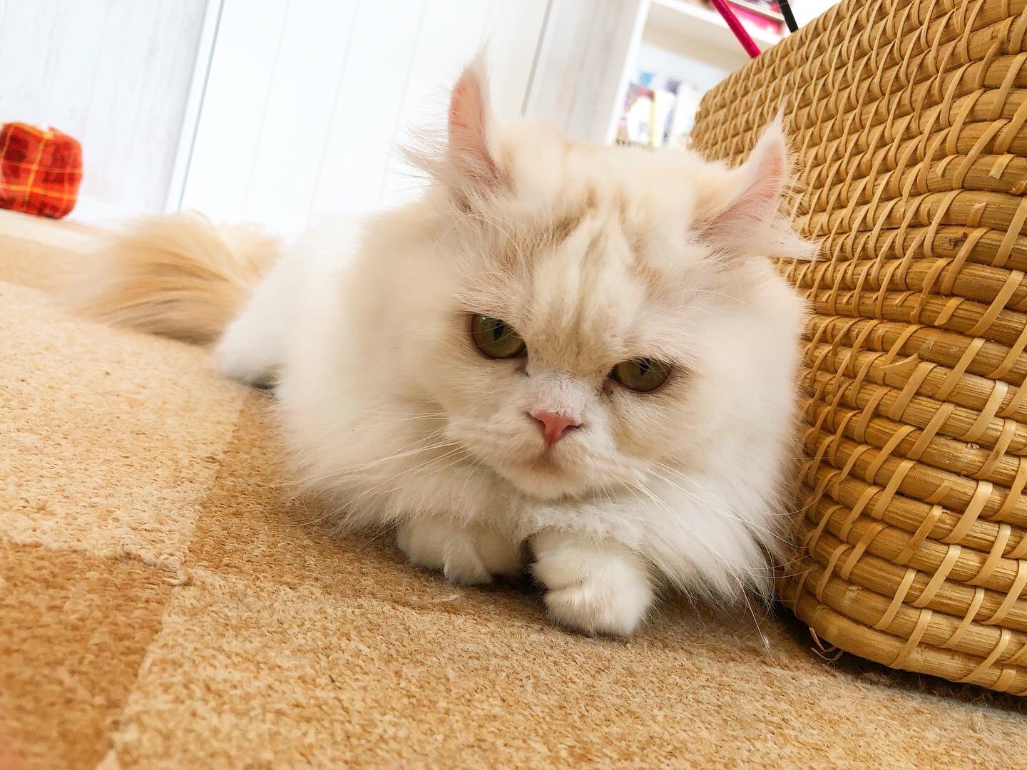 猫ハウスまいけるcafe on X: 