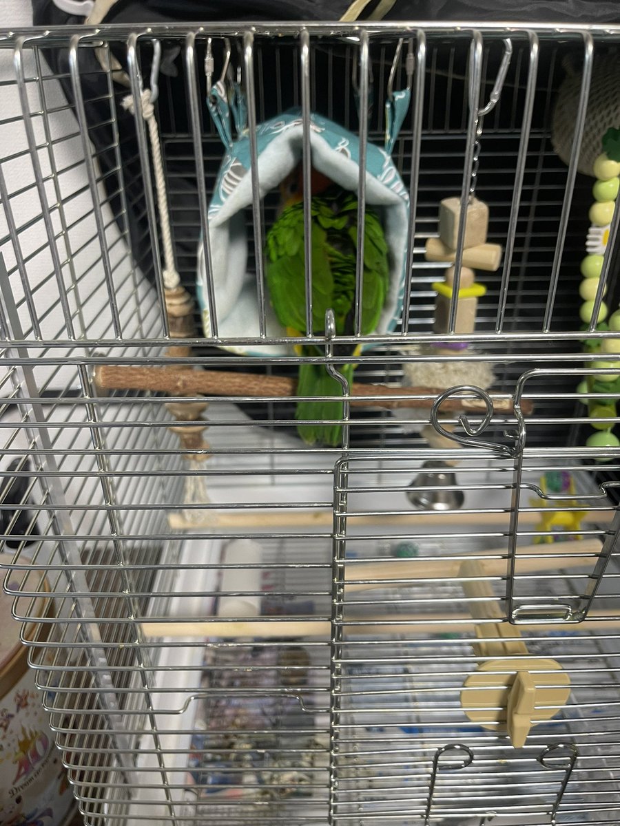 拗ねてるもち丸

#もち丸
#シロハラインコ