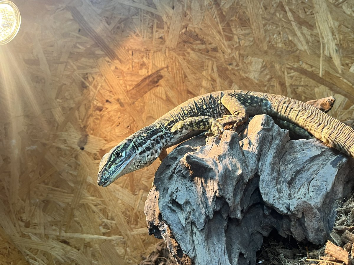 reptilespro03's tweet photo. 閉店まで残り3日となりました😌

販売生体も残りわずかとなりました🙂
生体、用品も全て特大SALE価格にて販売しておりますので 是非お立ち寄りください✨

 #れぷたいるずプロ #爬虫類ショップ #爬虫類専門店 https://t.co/tZ1hGj52Lw