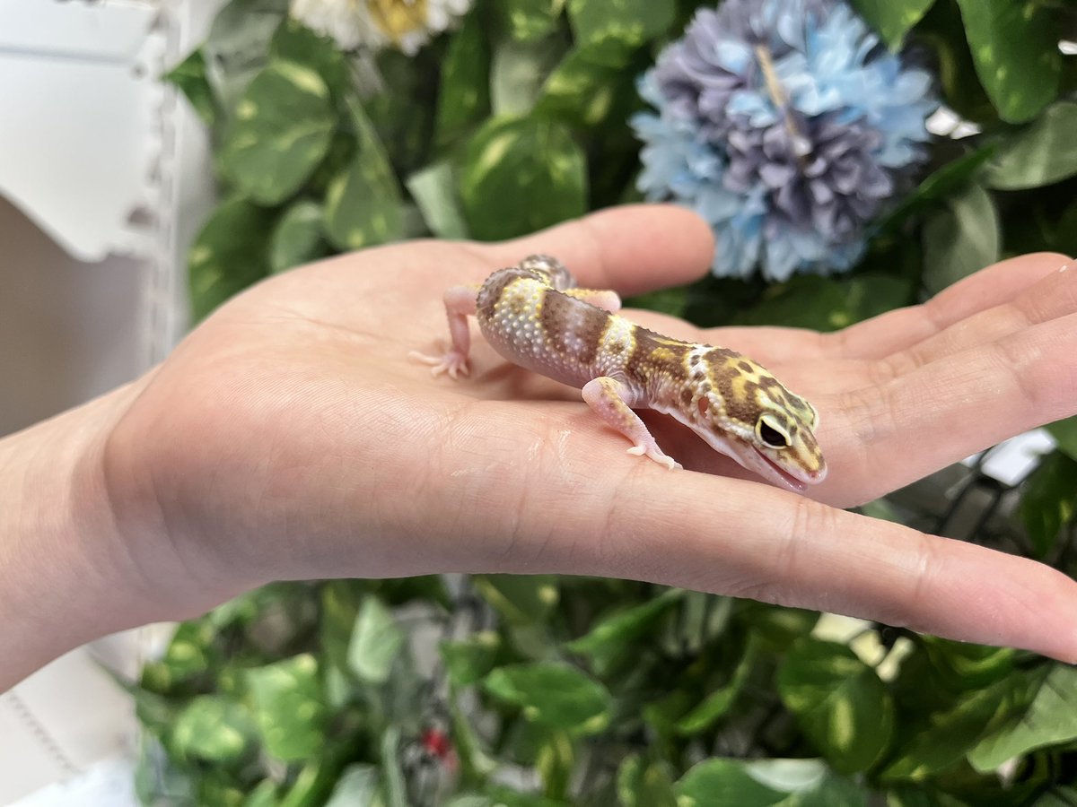 reptilespro03's tweet photo. 閉店まで残り3日となりました😌

販売生体も残りわずかとなりました🙂
生体、用品も全て特大SALE価格にて販売しておりますので 是非お立ち寄りください✨

 #れぷたいるずプロ #爬虫類ショップ #爬虫類専門店 https://t.co/tZ1hGj52Lw
