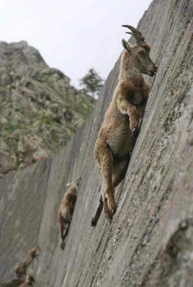 rumiverses's tweet photo. @gunsnrosesgirl3 The Alpine Ibex climbing a near-vertical dam 😳 https://t.co/ZzbNprvK6Y