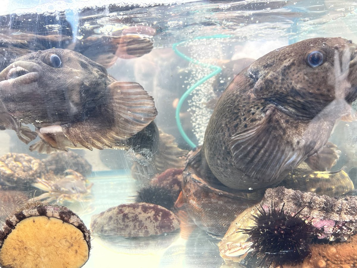 hitca_official's tweet image. 第33回恵山ごっこまつり、好評開催中です！函館の冬の味覚、ごっこ汁をいただくことができます‼︎

#恵山　#ごっこ