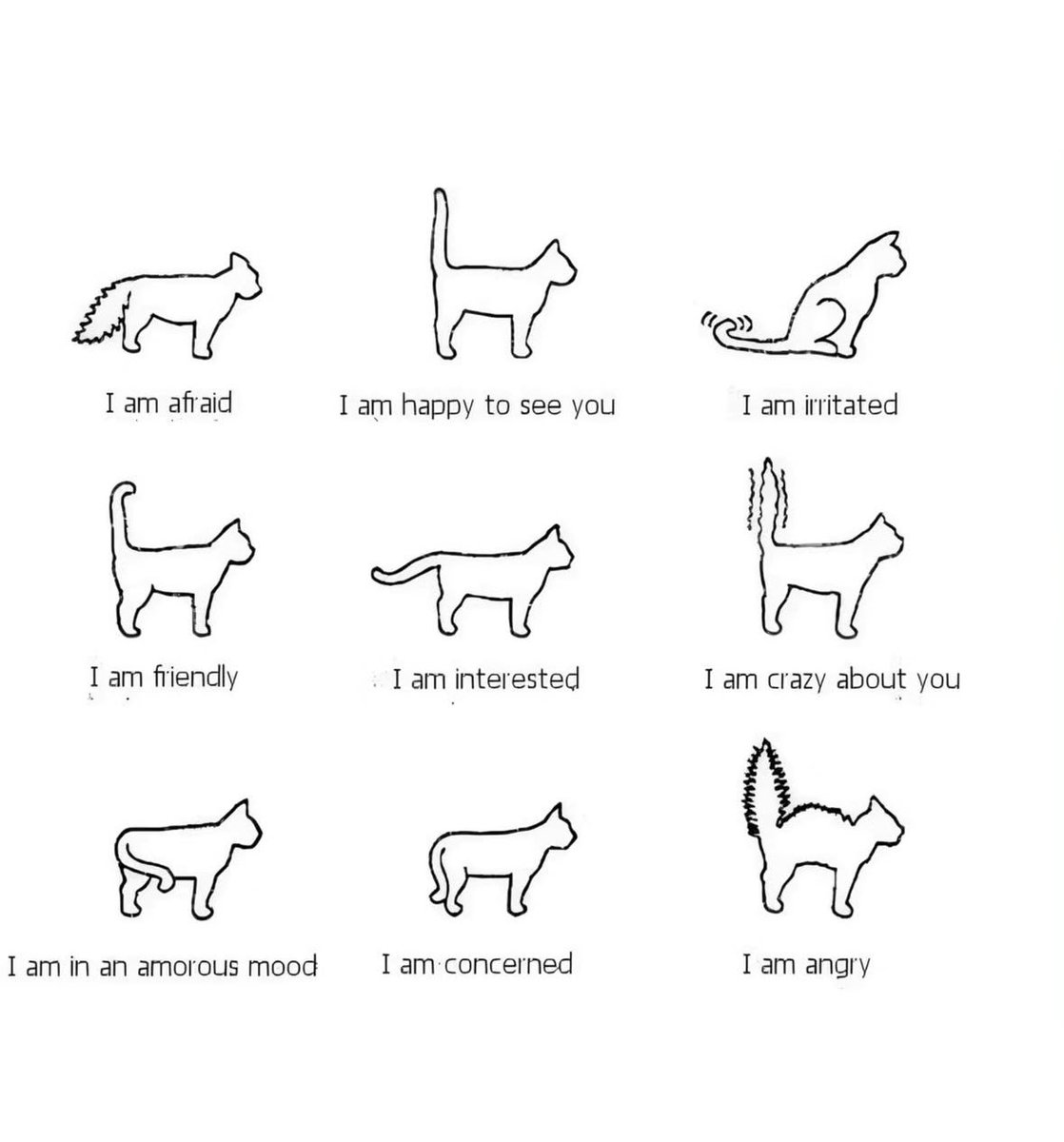 Punch Cat (@punchingcat) on Twitter photo 