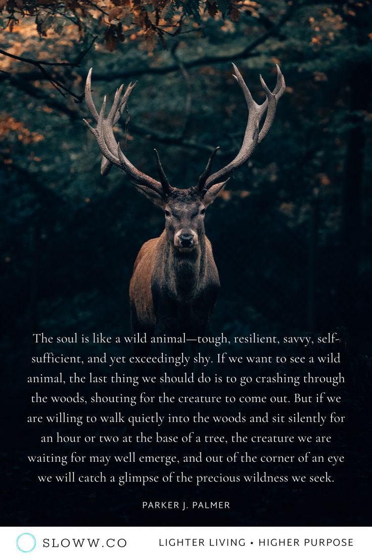 Сэтгэл бол яг л зэрлэг амьтан шиг. Хүчтэй, хурдан сэргэдэг, авхаалж самбаатай, маш ухаалаг. Хүнд хэцүү байдалд хэрхэн амьд үлдэхээ мэддэг. Гэхдээ бас ичимхий. Яг л зэрлэг амьтдын нэгэн адилаар сэтгэл нь аюулгүй байн, өтгөн бутны ард нуугдахыг хүсдэг…
Parker Palmer