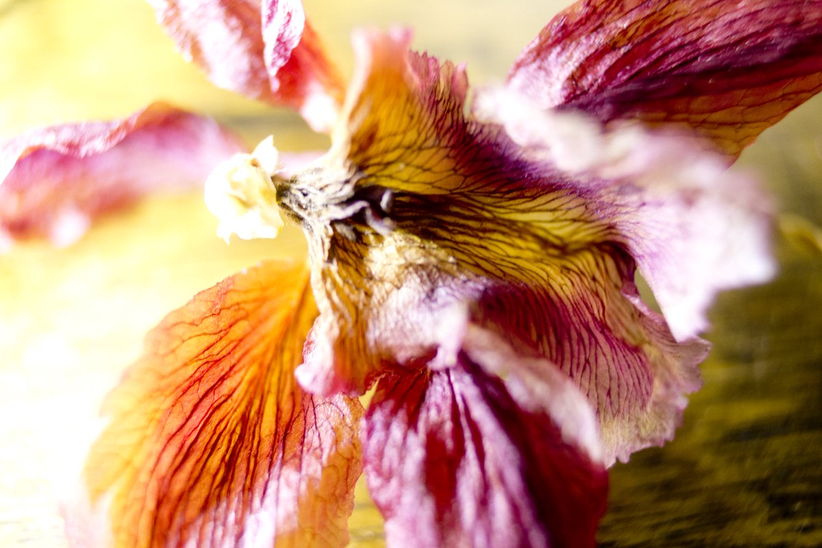 ElisabethFriday's tweet photo. 📸 Photo of the Day 2/8/2025 📷

Captured in today’s photo is a close-up of a dried orchid with its intricate veins and rich hues, tells a story of resilience and transformation.
https://t.co/7SqsemJOjg

#PhotosOfTheDay #NaturesBeauty #HiddenBeauty #Orchid https://t.co/F3jLbPEjYV