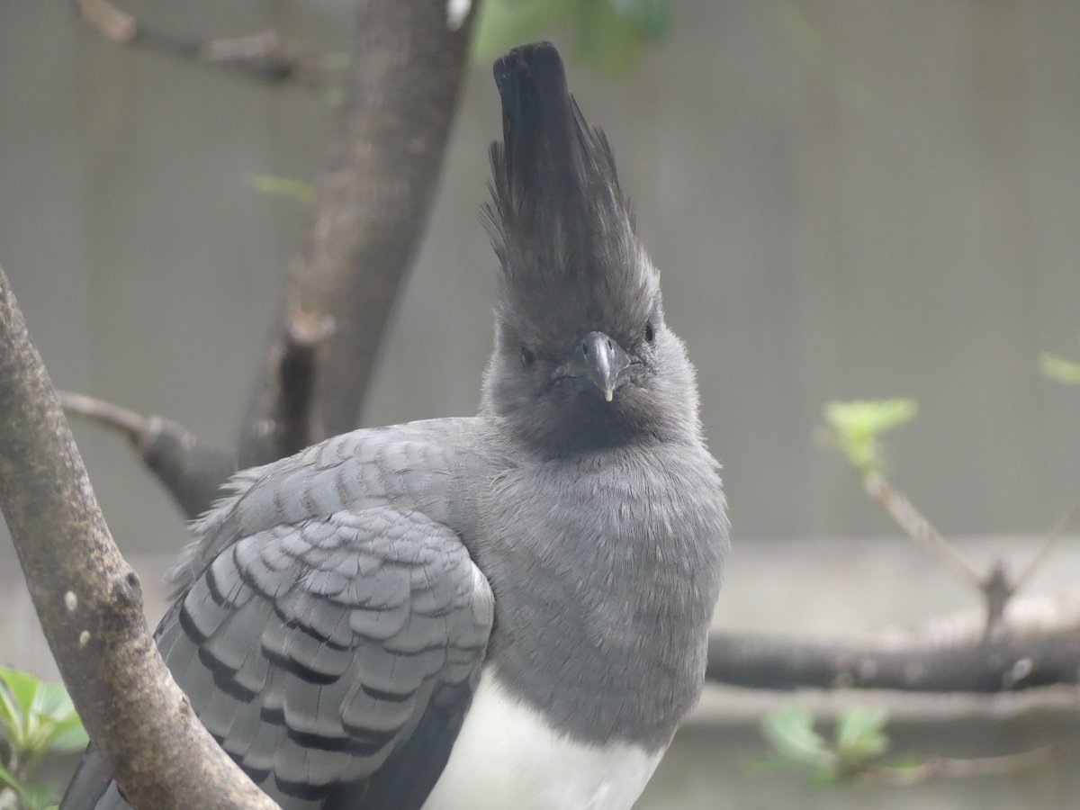 シロハラハイイロエボシドリ のオスとメスの見分け方！ くちばしが黒色
