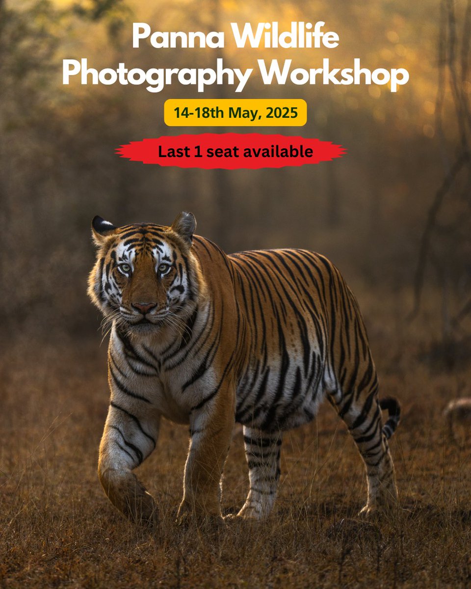 This summer Panna Tiger Reserve will give amazing sightings as there are multiple Tigress with cubs. Join the tour here and master wildlife photography:
sudhirshivaramphotography.com/panna-tiger-re…