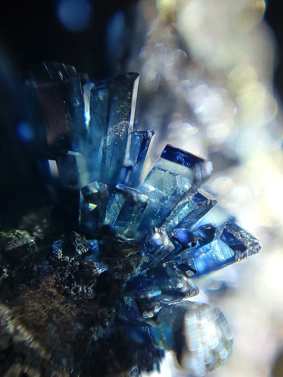 クロネコ tweet media