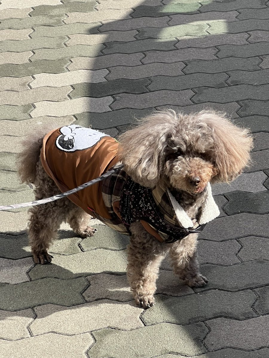 travelkyoto6's tweet photo. 迷子犬見つけました。
七条大橋、西側。
他の方が警察に連絡中。情報求む！

#拡散希望 https://t.co/3ZnhHh6i7j