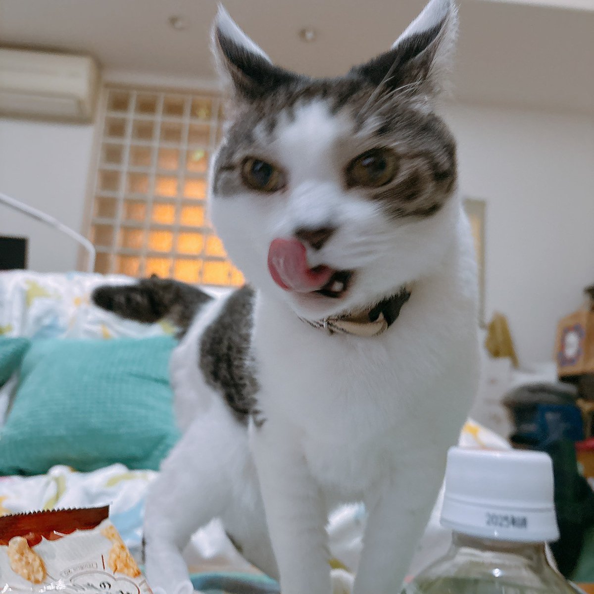 natonato73's tweet photo. ごちそうさま(ヒメちゃん)。
チュールは欲しいけど、もらっていません。 https://t.co/e7TS1FR4YS