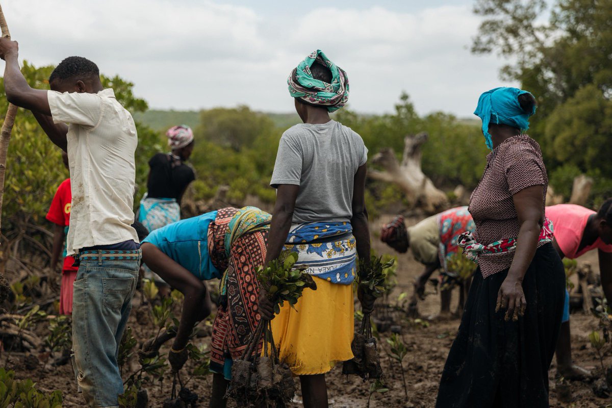 BandaRoberts's tweet photo. World Wetlands Day we planted 11,500 mangroves along Kilifi creek marking the start of a transformative global reforestation effort.@gro_foundation_ in collaboration with @abrahamhouseX we a dedicated to do reforestation,climate action& grassroots poverty alleviation. #GroWithUs https://t.co/yrntebWSWF