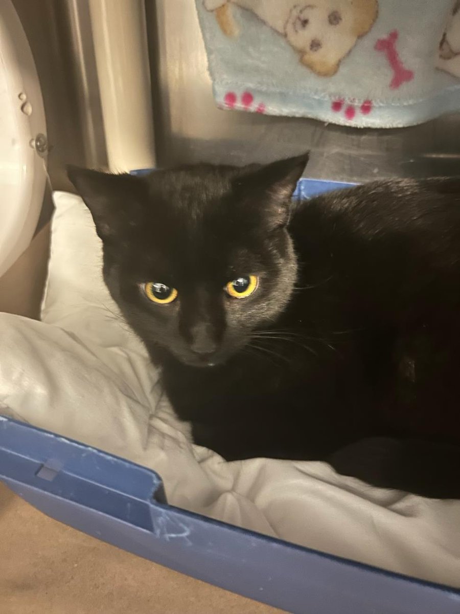 PetfindToronto's tweet photo. #BUSSTOP AT #UNIONSTN Pls RT2unite #FOUND #CAT- 6-Feb-25 #Toronto Animal Services A0999990 #NORTH 416-338-8723 BLACK DSH F/1Yr https://t.co/TreCN9XaBi