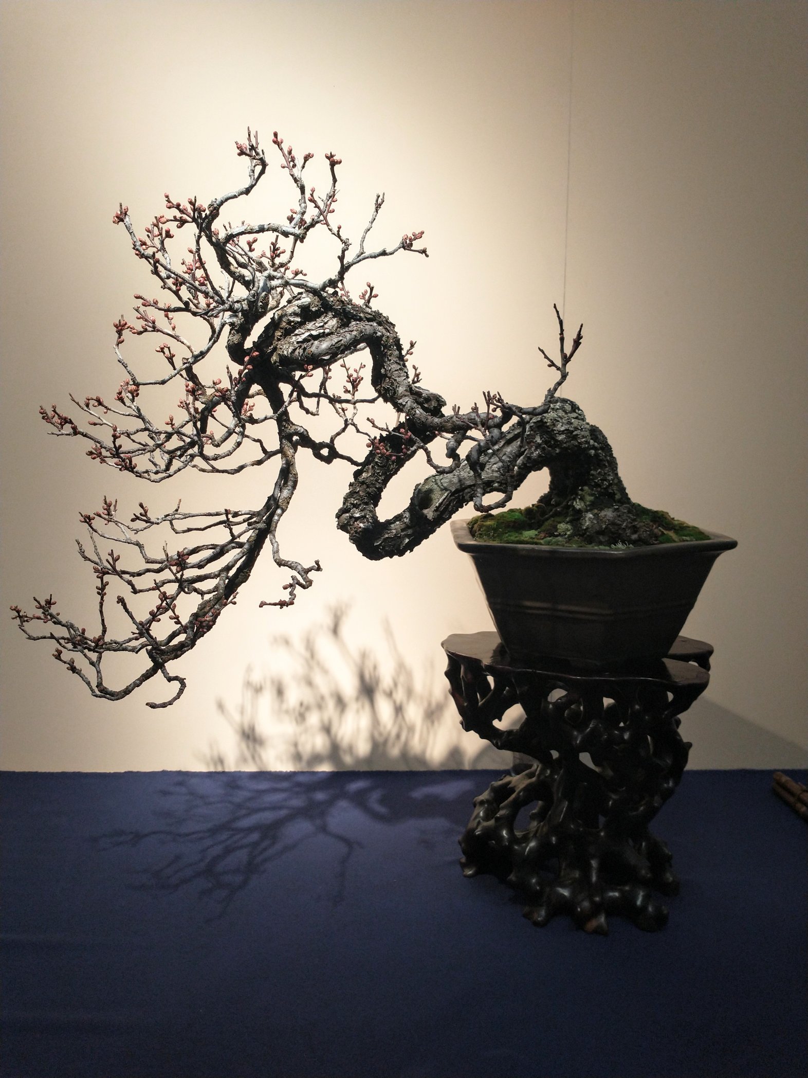 亦盆栽」黒松 古木 大層 逸品 小品盆栽