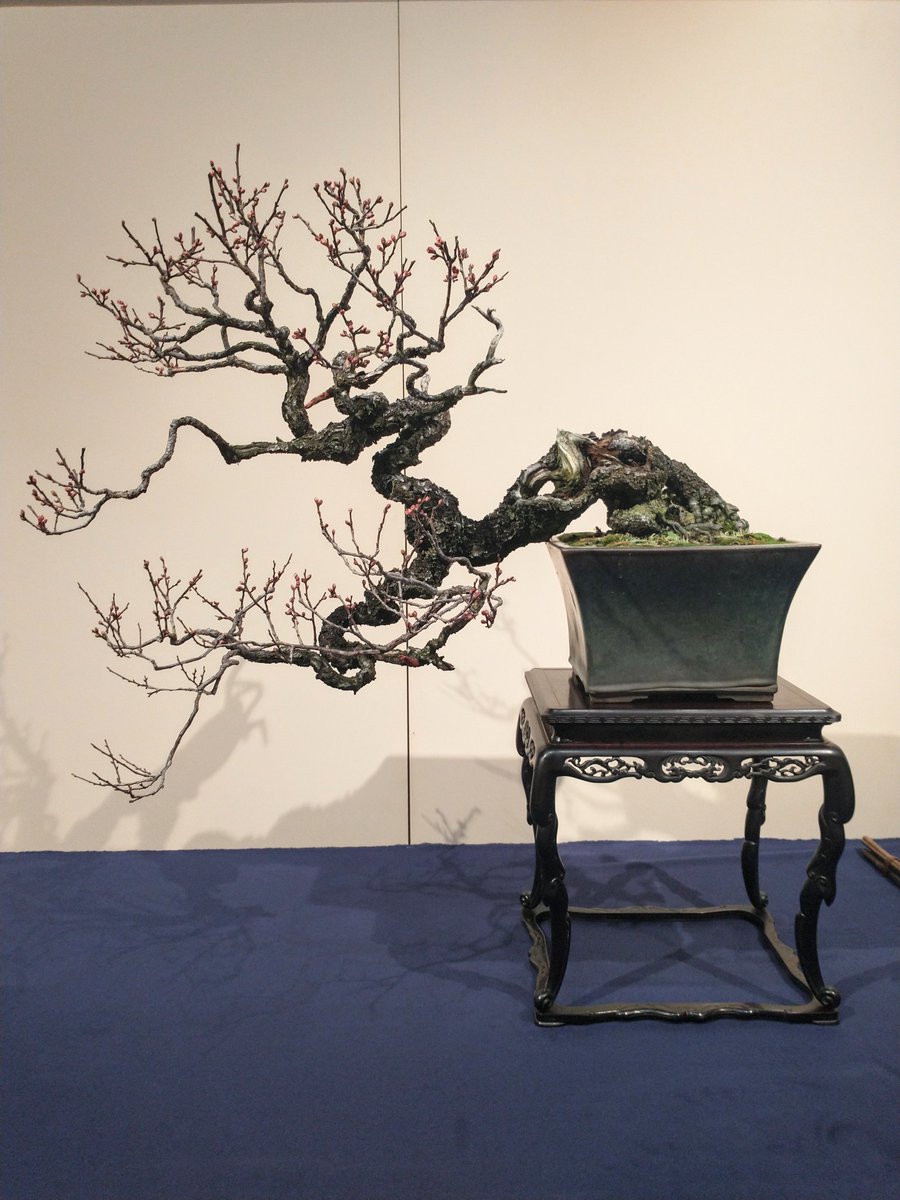 𖥧 Shino 𖥧 -盆栽- on X