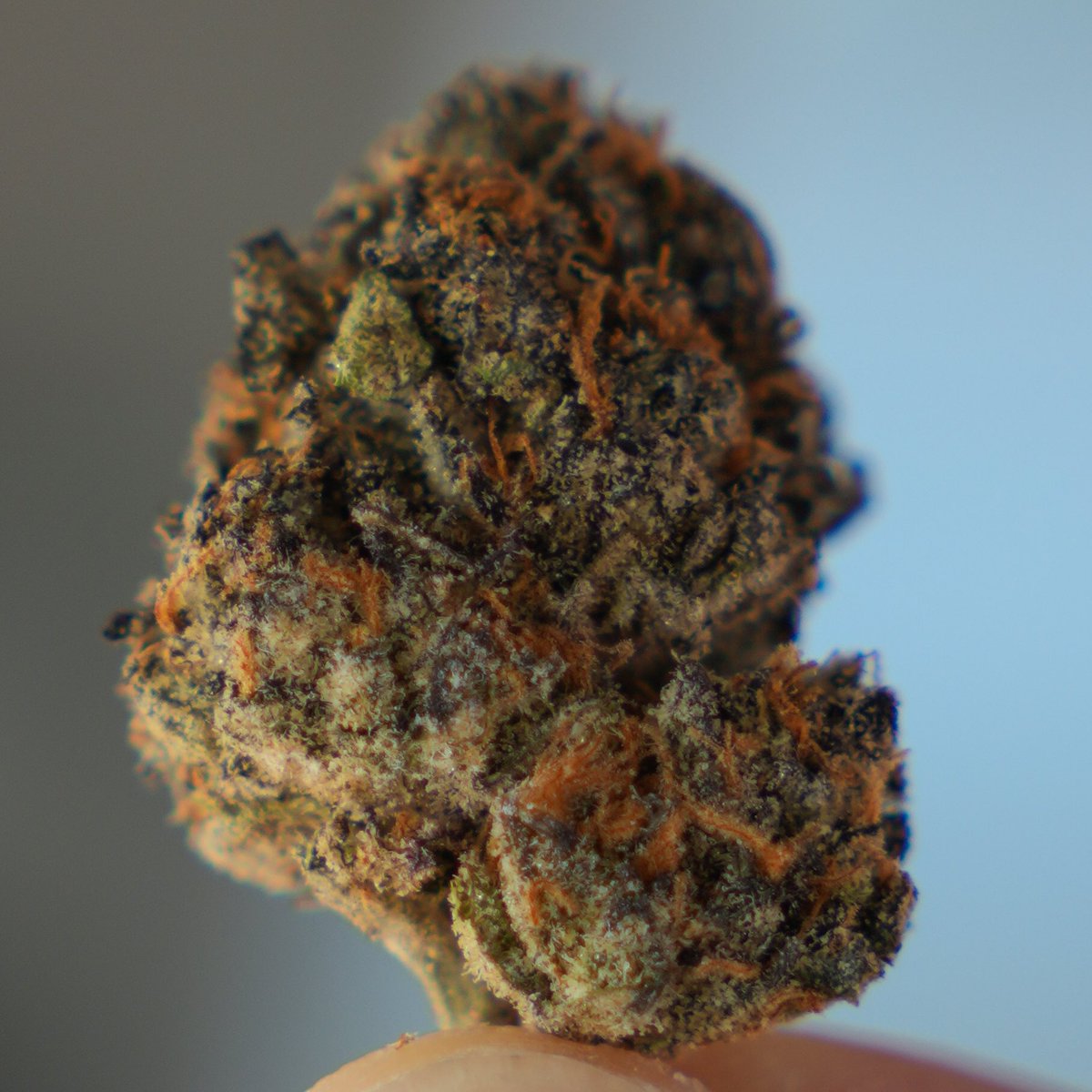 mn8sound's tweet photo. Good times good flower. I smoke through this stuff quick it’s about time for me to go get some more. Definitely some good Nevada county sun grown. https://t.co/BeM9kyn1IC