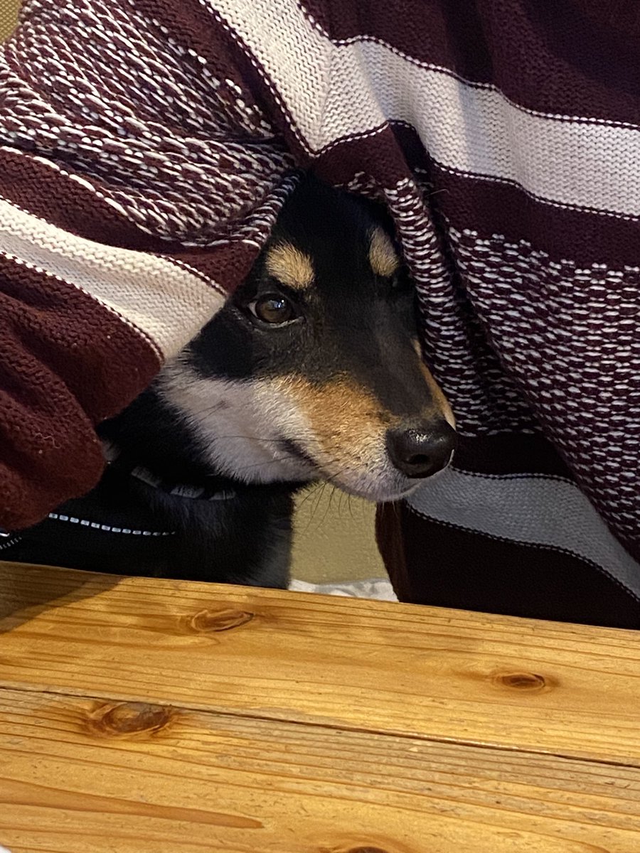 かくれんぼ
#ピザ屋のチーズカフェ
#わんちゃん同伴