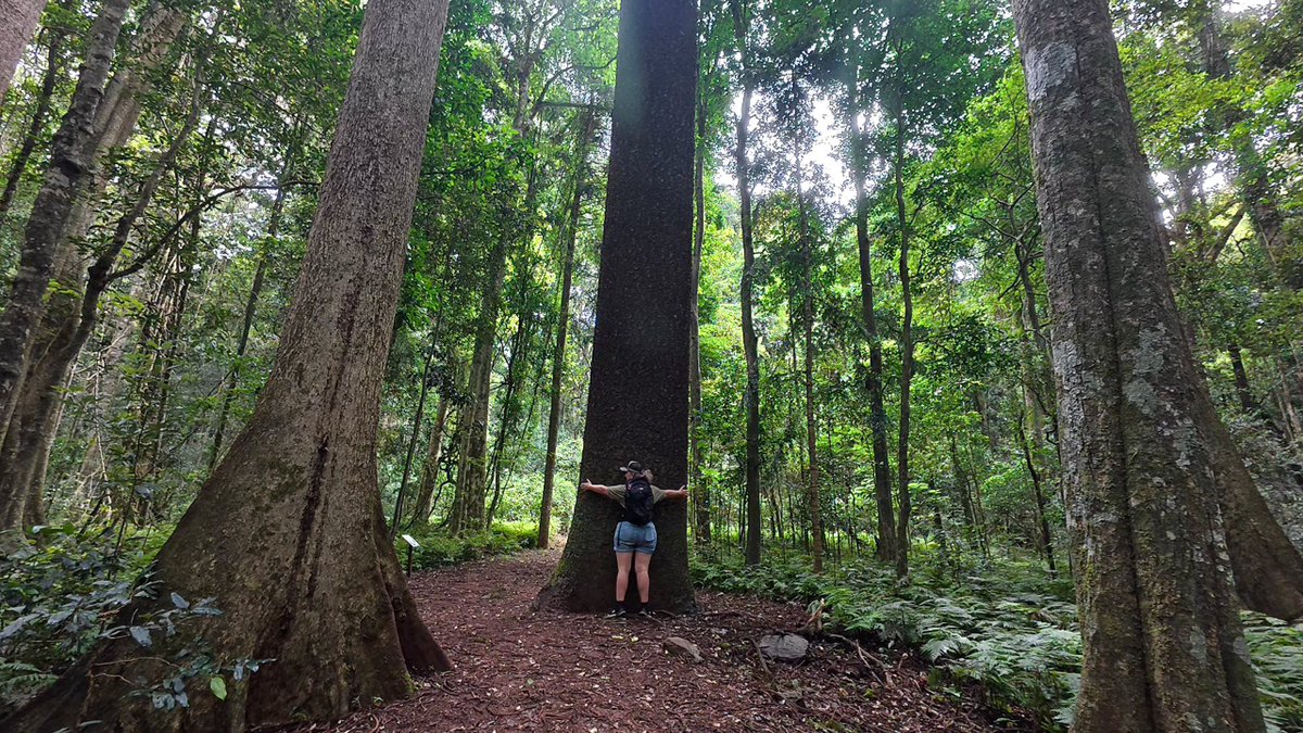NicoleWtsn's tweet photo. 🌿 Wake up this Sunday morning with me in the Bunya Mountains! ⛺✨
Come along as I soak in the misty mornings, towering bunya pines, and the peaceful rainforest vibes. 🌧️🌲
Hit play, grab a cuppa, and escape into the wild with me. See you on YouTube🎥

#CampingAustralia https://t.co/iRT8IeDieo