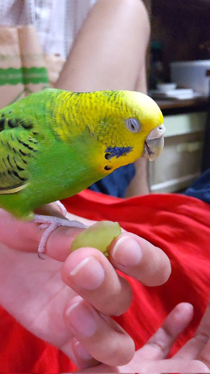 #魅力のある緑を見せてください見た人全員強制