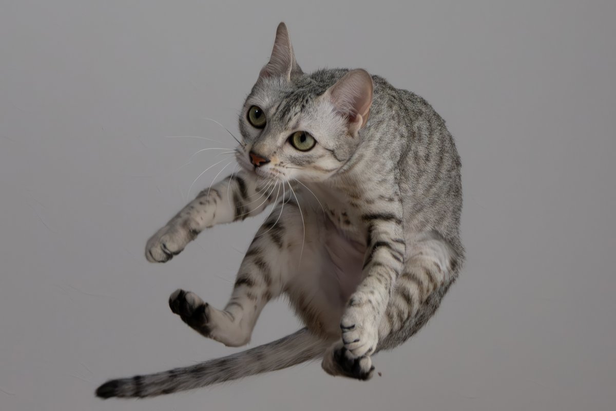 itasute's tweet photo. 猫はこたつで丸くなるが空中で丸くなるまうさん

#猫 #エジプシャンマウ https://t.co/Noaz5ZdRav