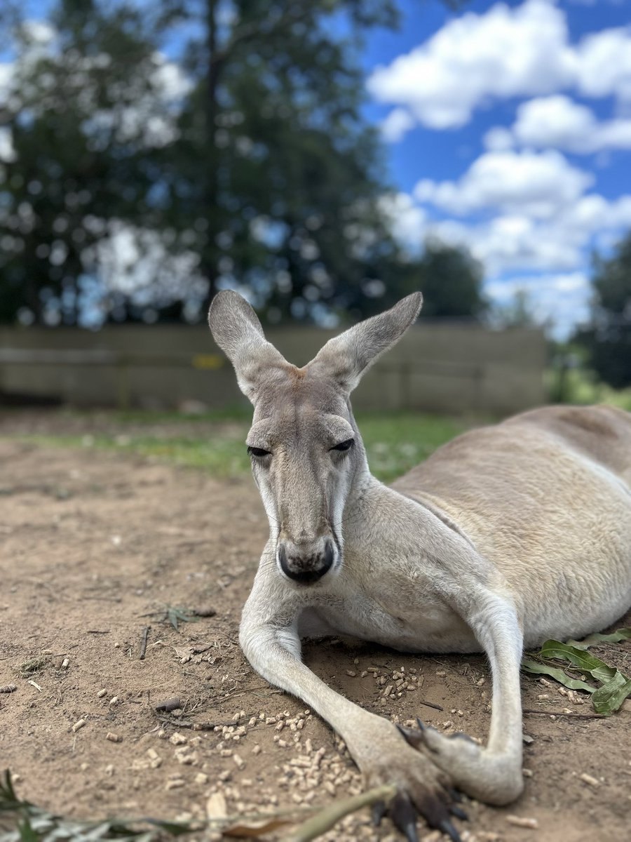 I celebrated my birthday with koalas, roos and a Leslie 

😂