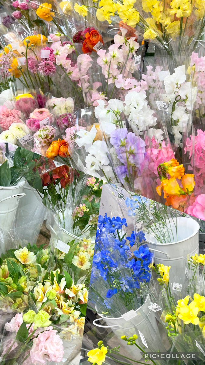 gftozuka's tweet photo. 店内には特大鉢のカランコエもあります🏵️✨
小さな花鉢から、毎日新鮮な生花まで🎶

新生活の彩りにお花はいかがですか😊 https://t.co/0fctQwFdej