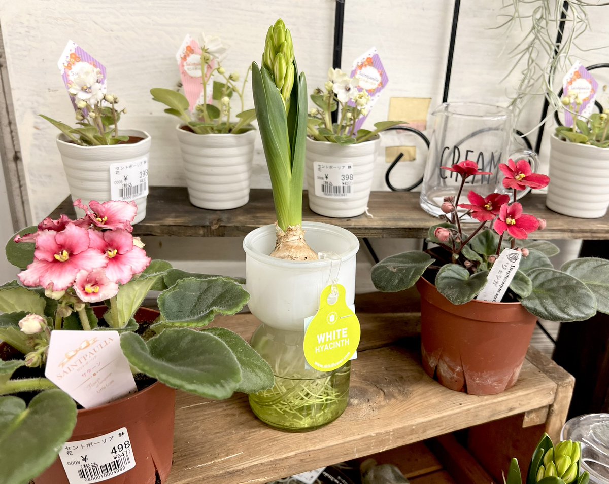 gftozuka's tweet photo. 店内には特大鉢のカランコエもあります🏵️✨
小さな花鉢から、毎日新鮮な生花まで🎶

新生活の彩りにお花はいかがですか😊 https://t.co/0fctQwFdej