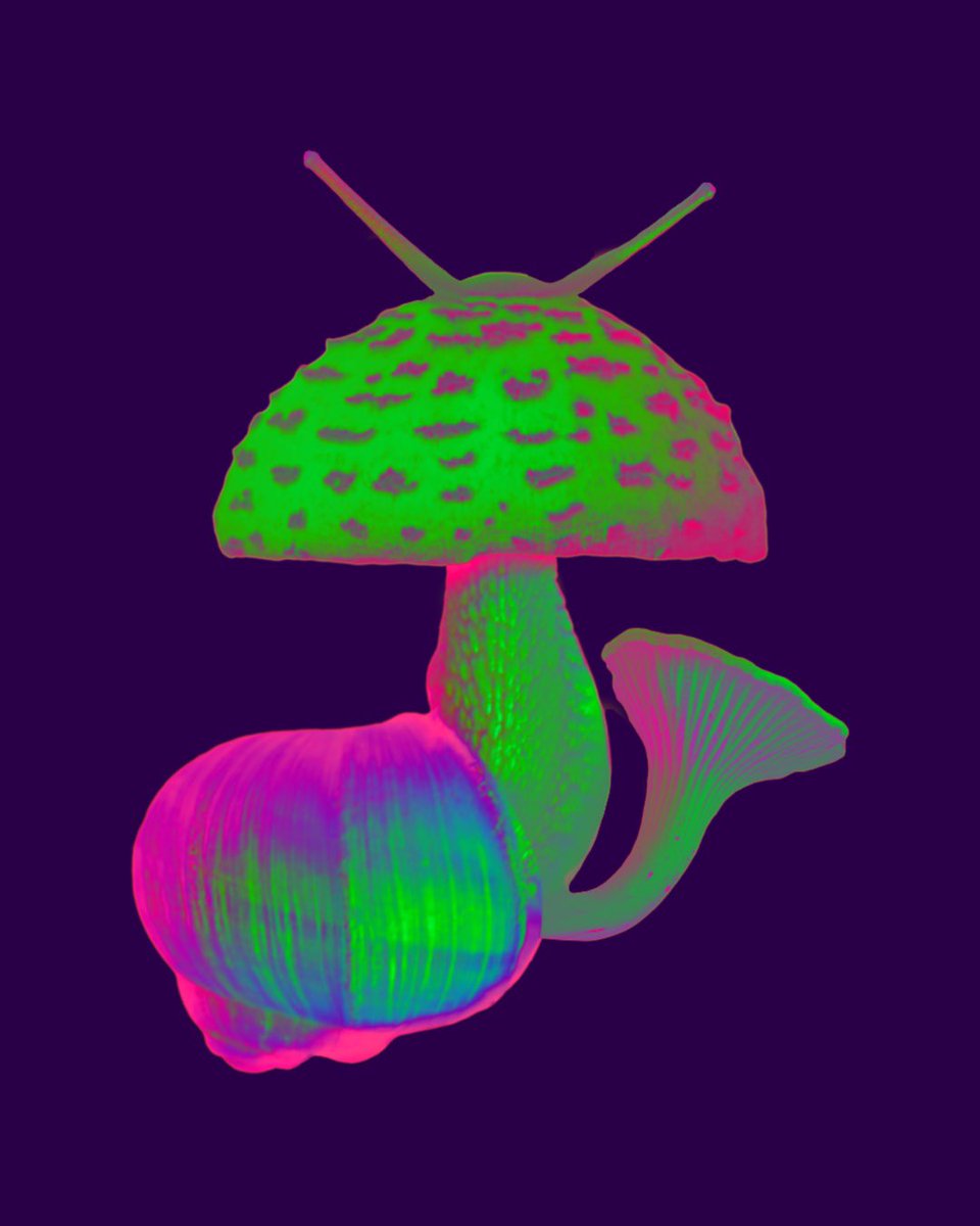 psychologicut's tweet photo. GM 🍄🪸✨ https://t.co/TQabi6K46P