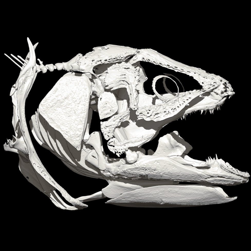 P9xutg8HqMVr5Qg's tweet photo. coelacanth skull model,mimics+zbrush https://t.co/GM7ZoPLpFz