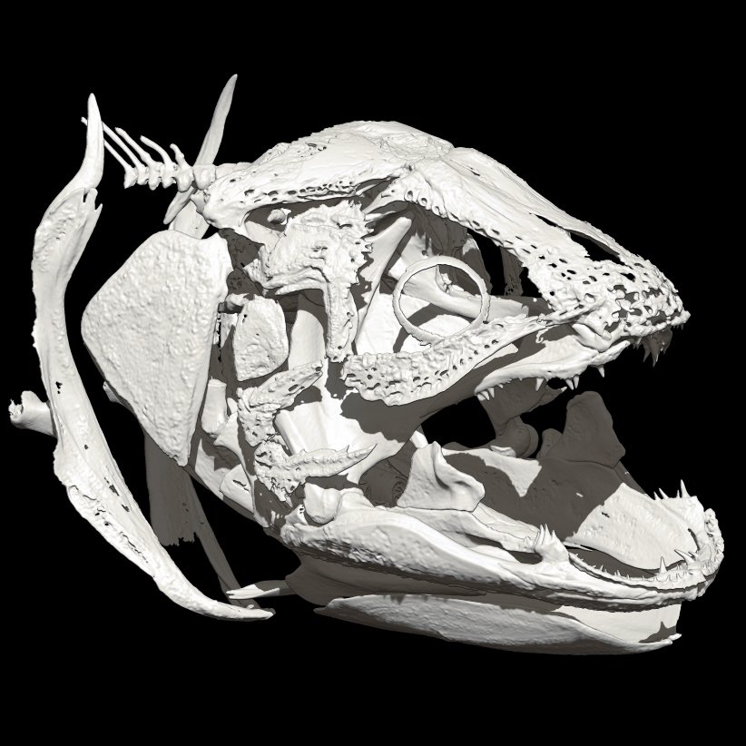 P9xutg8HqMVr5Qg's tweet photo. coelacanth skull model,mimics+zbrush https://t.co/GM7ZoPLpFz