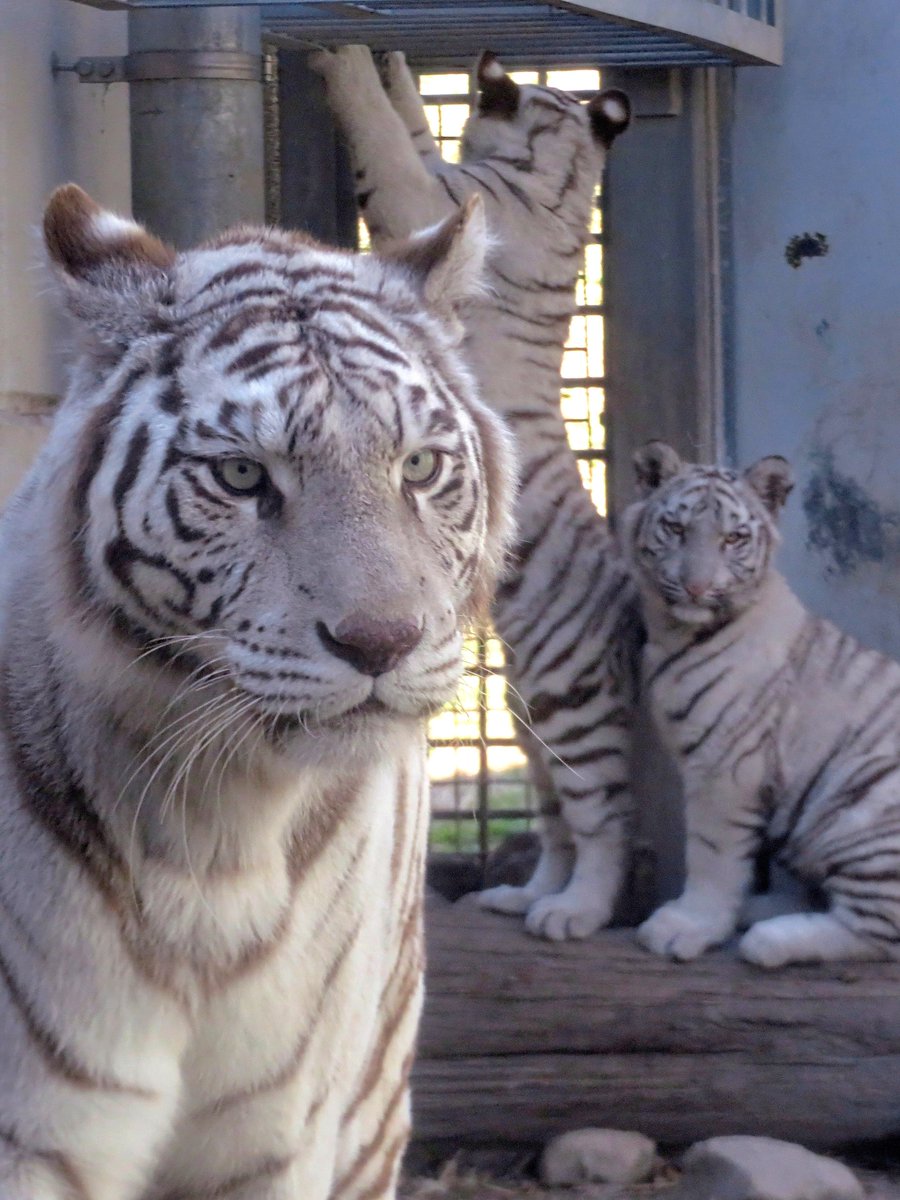 mayu0000228's tweet image. シロップファミリー🐯🐯🐯
#伊豆アニマルキングダム