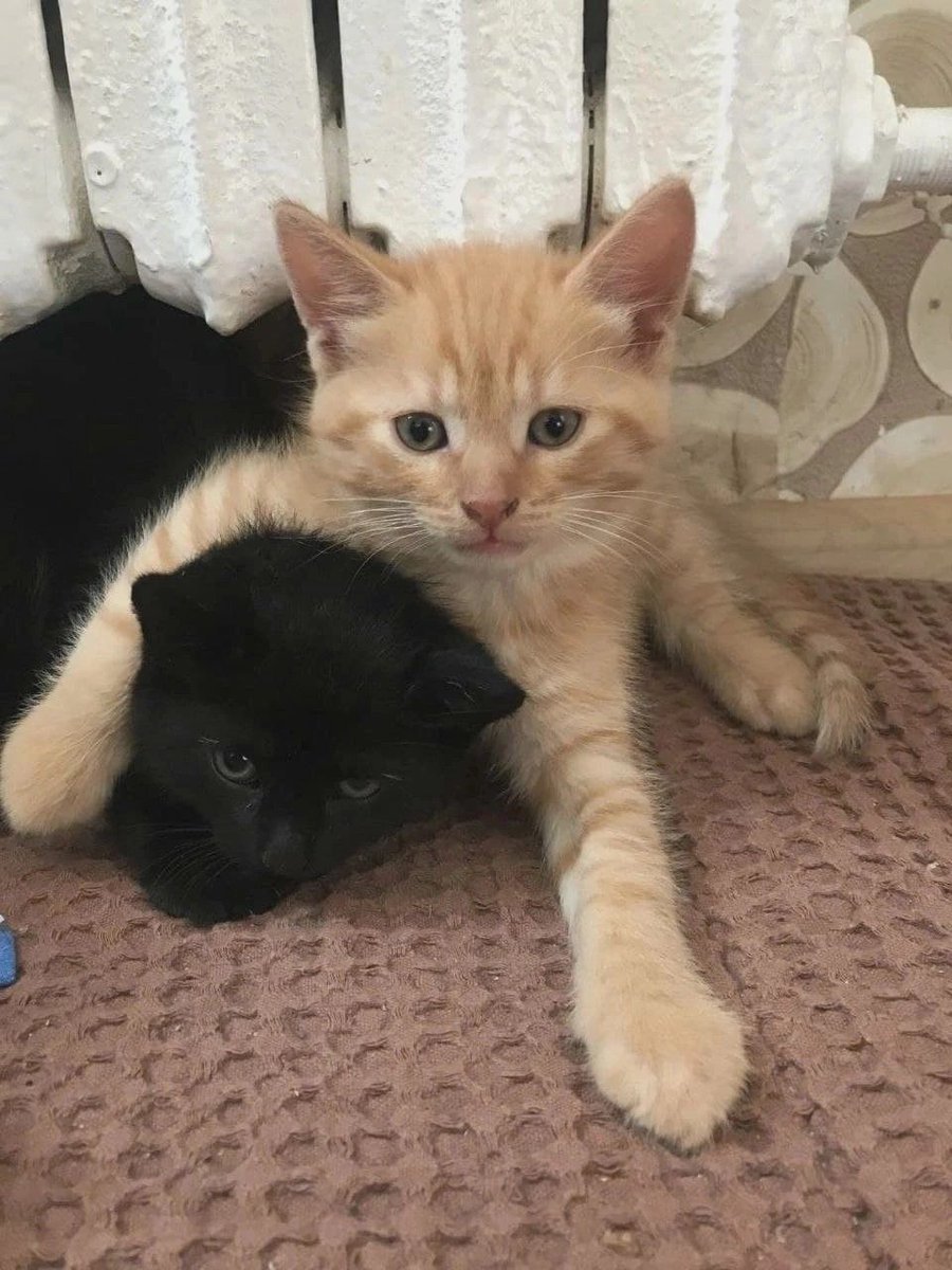 cat archives tweet media