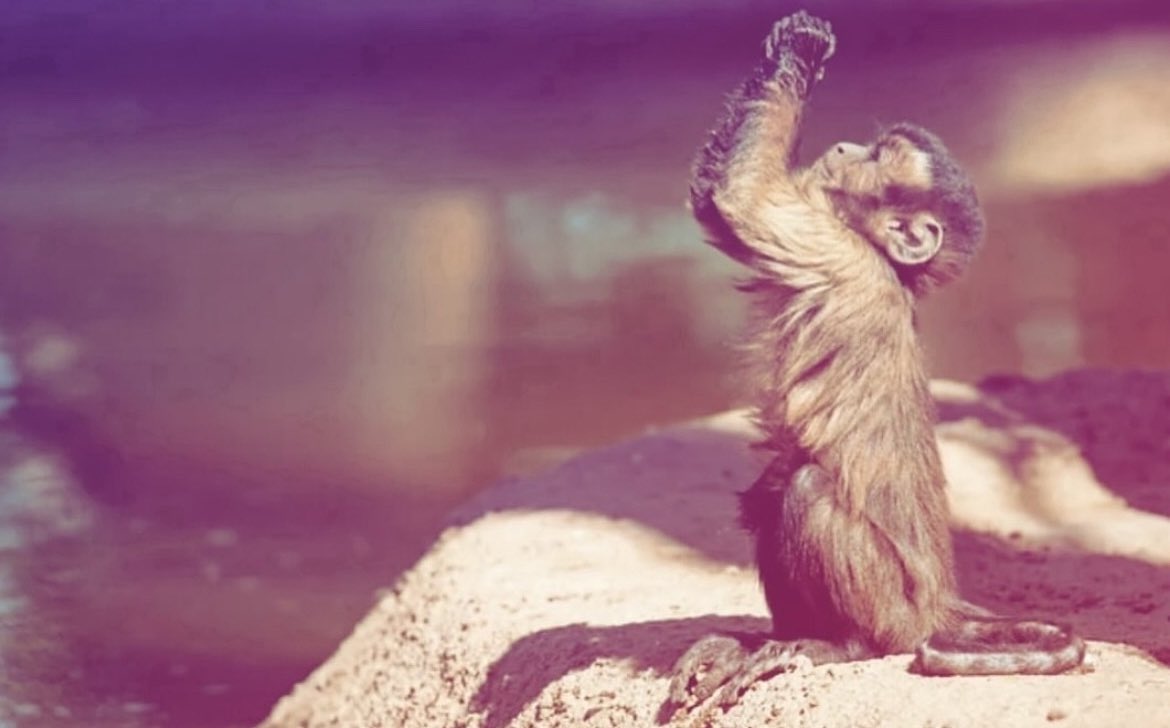 need a bad bitch who talks to her cat to spoil