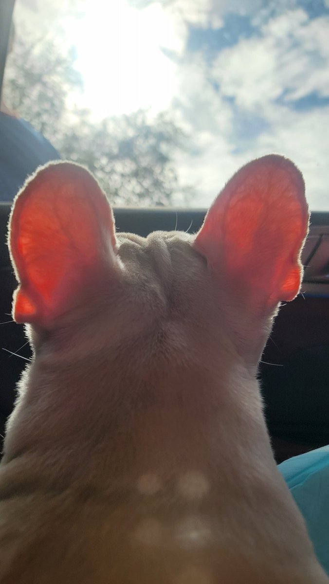 strawbunny 𖹭 tweet media