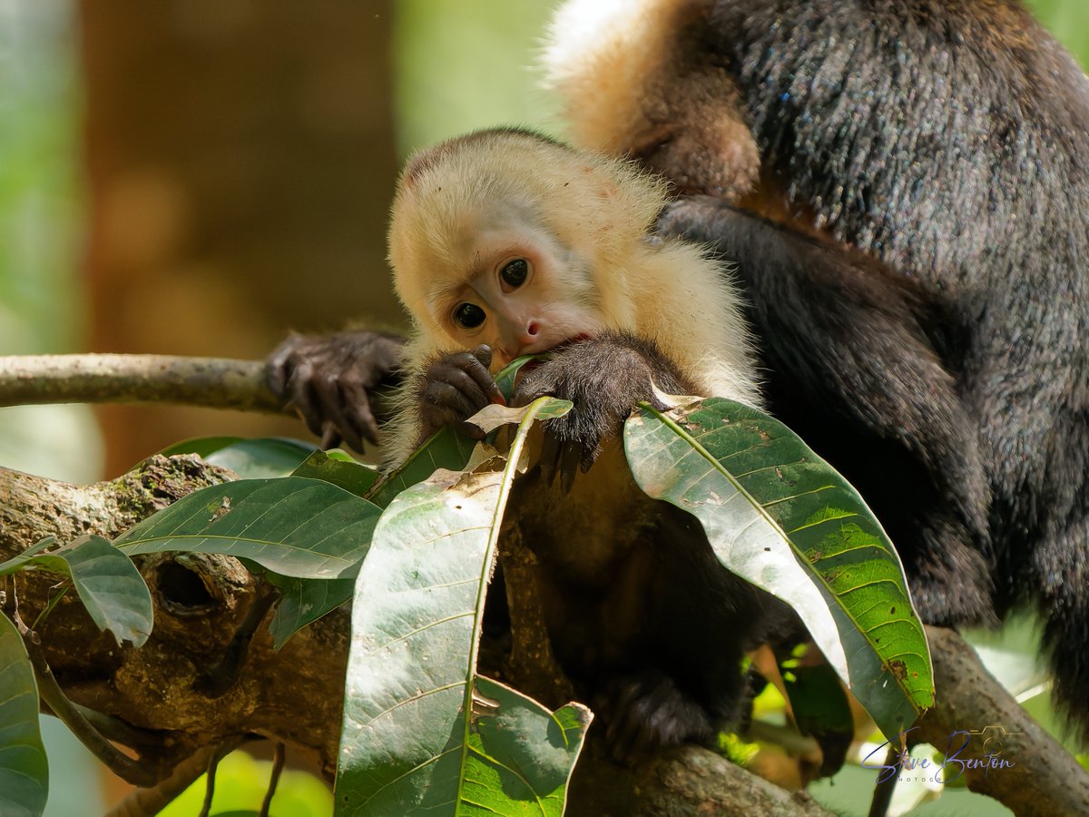 bentos1368's tweet photo. Costa Rica #2
Once back on dry land reaching our room  @evergreenlodge after a two hour boat ride, these White Faced Capuchin monkeys entertained us in the rain forest right around our room. #costaricawildlife #TortugueroNationalPark #Rainforest #OM1 #capuchinmonkey https://t.co/EPBXoNiJlJ