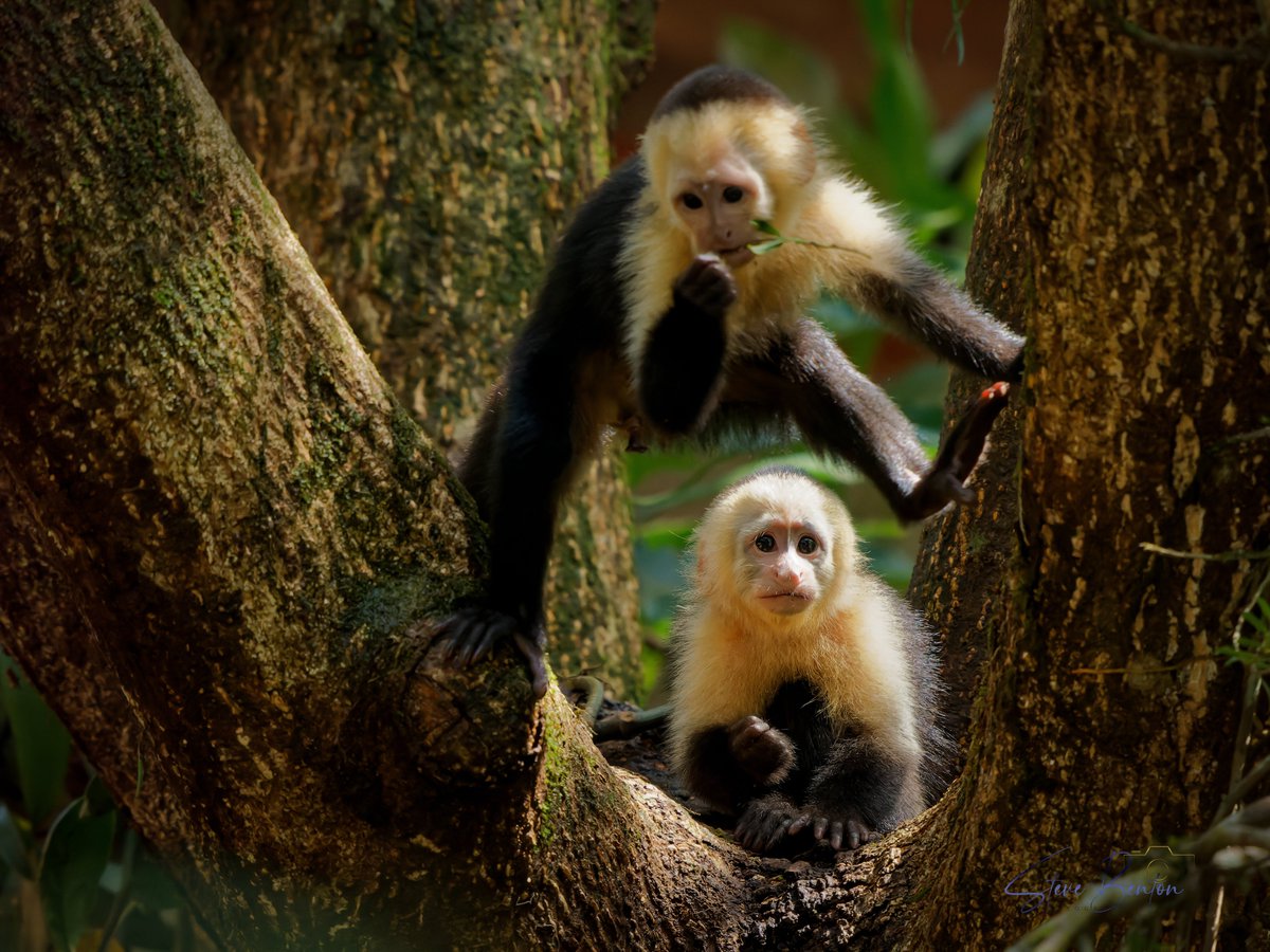 bentos1368's tweet photo. Costa Rica #2
Once back on dry land reaching our room  @evergreenlodge after a two hour boat ride, these White Faced Capuchin monkeys entertained us in the rain forest right around our room. #costaricawildlife #TortugueroNationalPark #Rainforest #OM1 #capuchinmonkey https://t.co/EPBXoNiJlJ