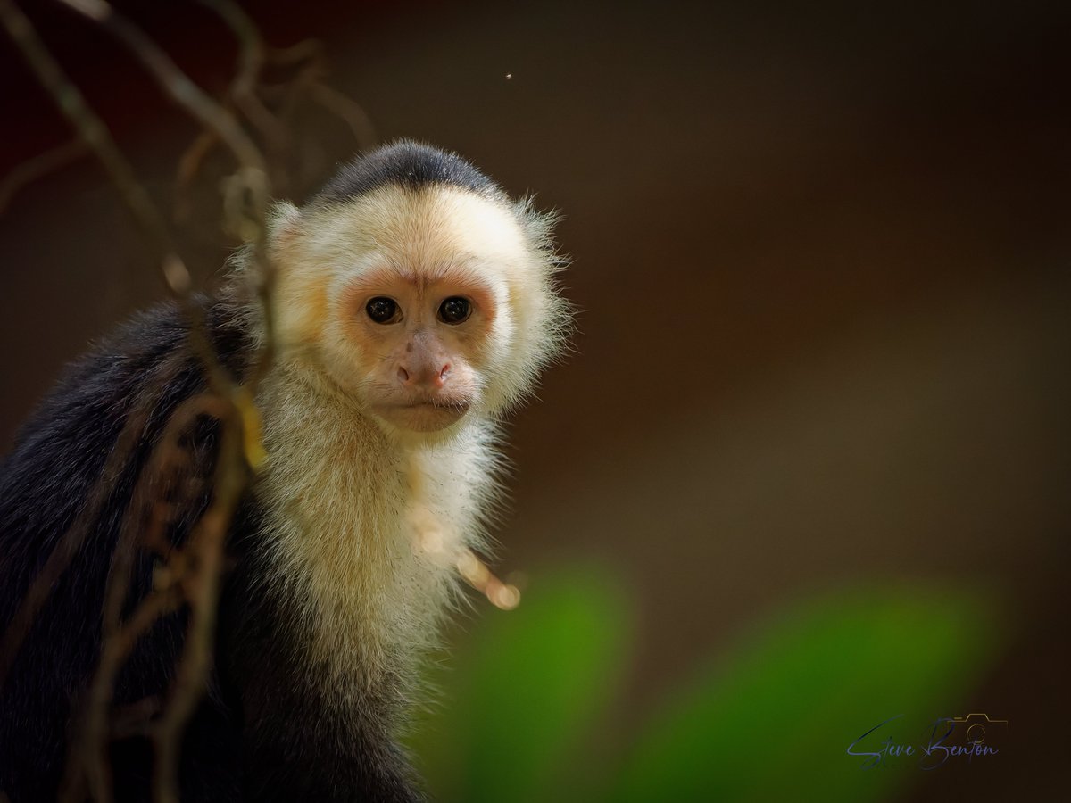 bentos1368's tweet photo. Costa Rica #2
Once back on dry land reaching our room  @evergreenlodge after a two hour boat ride, these White Faced Capuchin monkeys entertained us in the rain forest right around our room. #costaricawildlife #TortugueroNationalPark #Rainforest #OM1 #capuchinmonkey https://t.co/EPBXoNiJlJ
