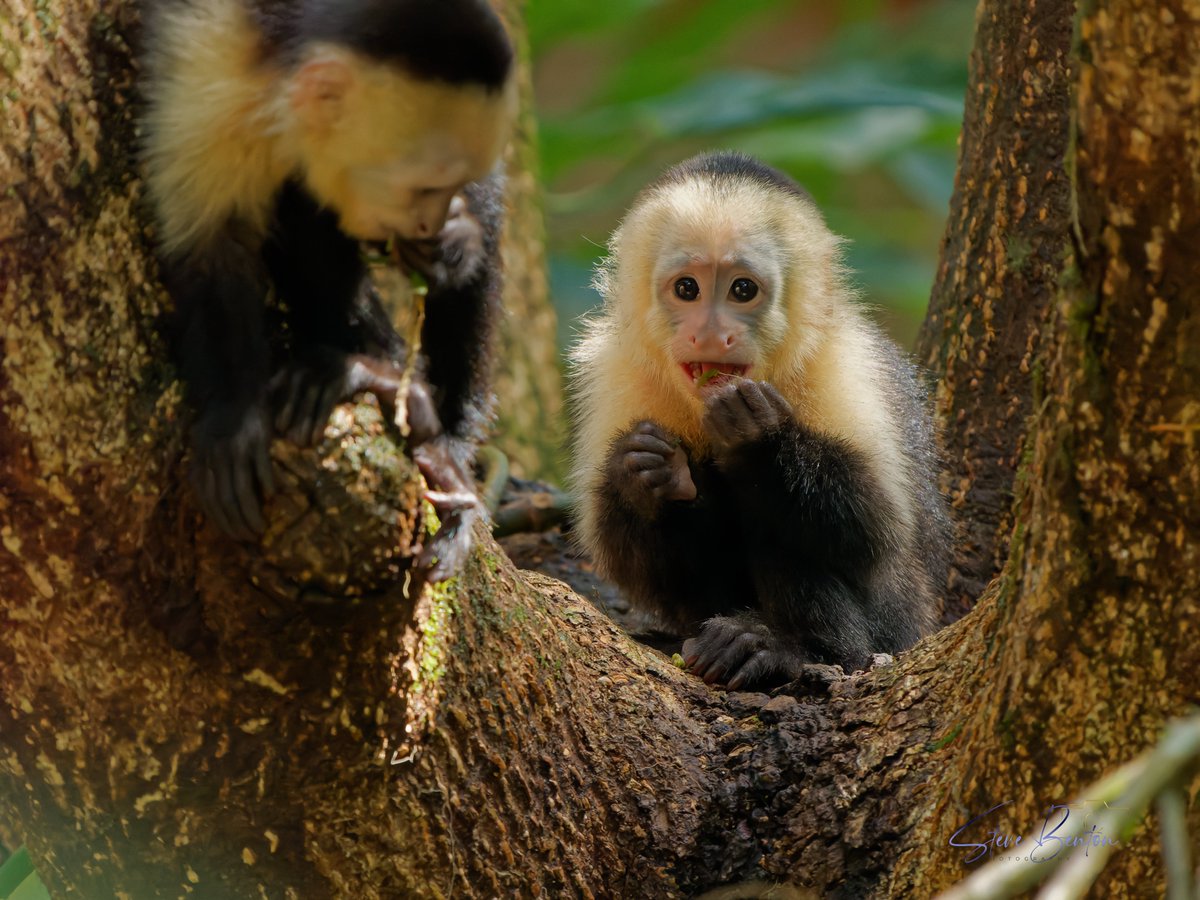 bentos1368's tweet photo. Costa Rica #2
Once back on dry land reaching our room  @evergreenlodge after a two hour boat ride, these White Faced Capuchin monkeys entertained us in the rain forest right around our room. #costaricawildlife #TortugueroNationalPark #Rainforest #OM1 #capuchinmonkey https://t.co/EPBXoNiJlJ