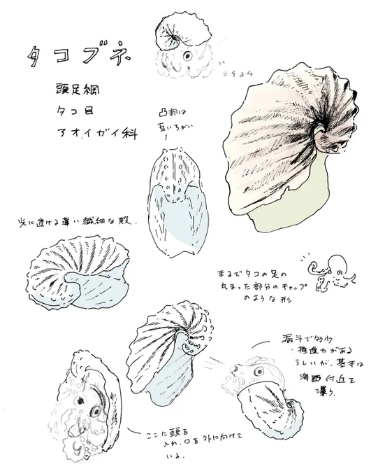タコブネという生き物を知った。タコなのに自ら殻を作り(メスだけ)、海面を漂いながら卵を守り生きるらしい。
学名はArgonauta hians。Argonautaは、金色のヒツジの毛を探して航海したギリシャ神話が由来とのこと。どこまでも詩的。 