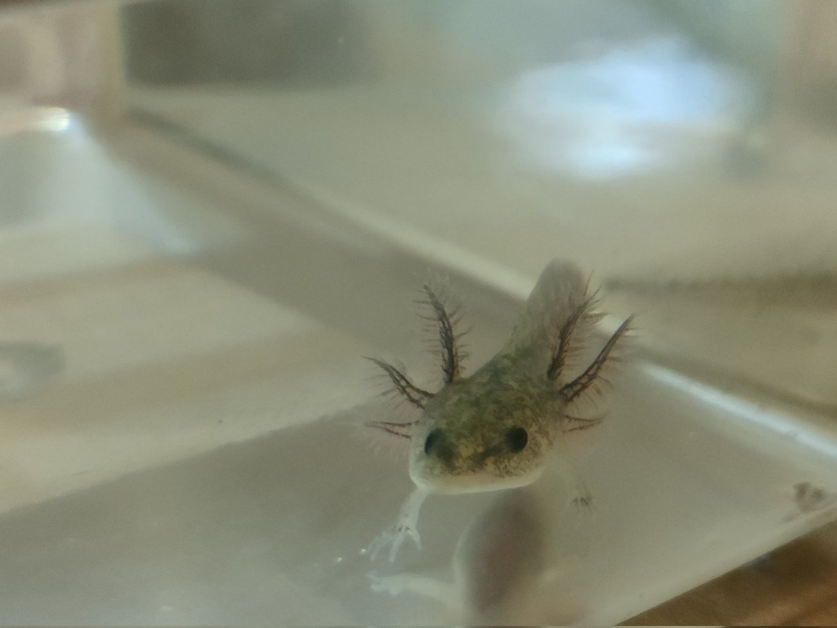 akatoet's tweet photo. ウーパールーパー4.7cm https://t.co/GFB0srSbMY