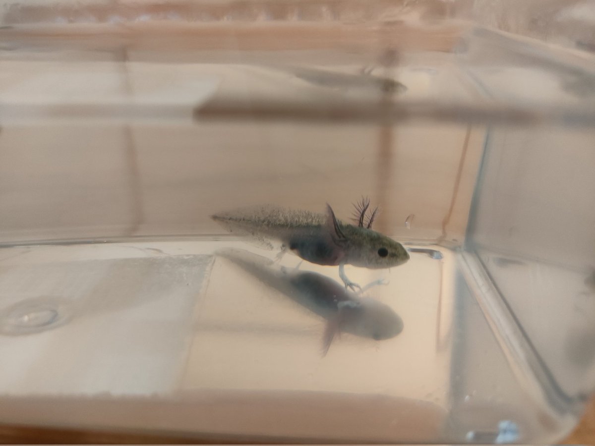 akatoet's tweet photo. ウーパールーパー4.7cm https://t.co/GFB0srSbMY