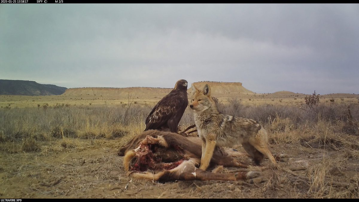 trailcam (@trail_cams) on Twitter photo 