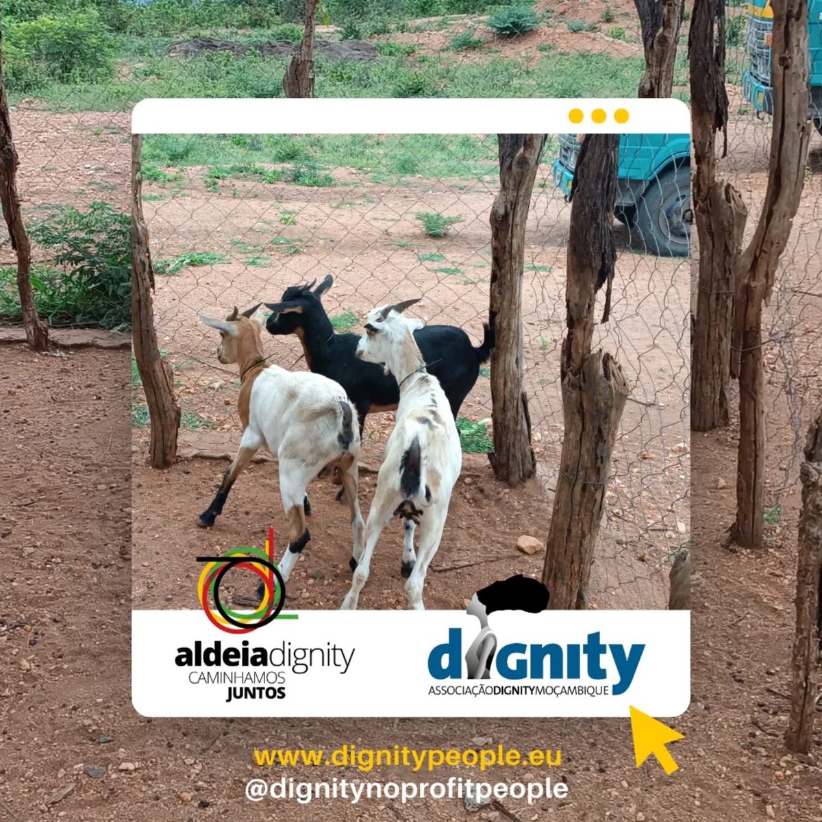 DIGNITY49621213's tweet photo. Le notizie belle di #aldeiadignity #Matambo #Mozambico
📍Frutta matura da mangiare e vivai di nuovi alberelli da piantare!
📍Riunione con le famiglie per l' avvio del nuovo anno scolastico!
📍Acquisto di nuove caprette!
📍Scavo e delimitazione del playground, @allyhoop_4matambo https://t.co/o2kV1HfRxs