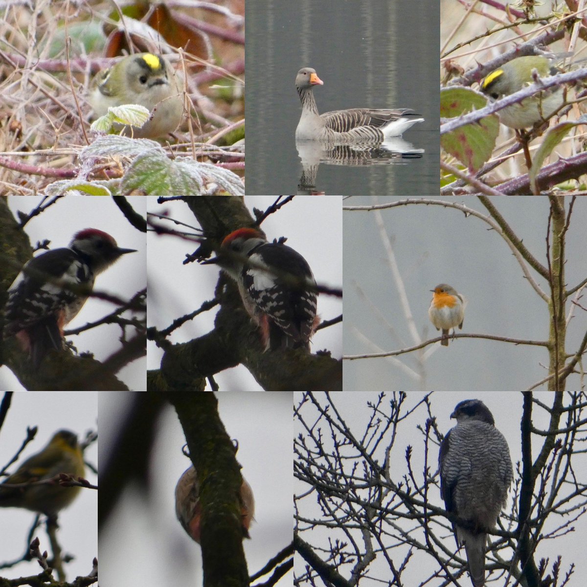 reiniervanloo's tweet photo. Kkkoud vandaag 🧊#goudhaan #grauwegans #mibo #roodborst #sijs #havik @vogelnieuws #boswachterijdorst  #oosterhout #natuur #vogels #specht #brabant #birds https://t.co/QLpyJ3z219