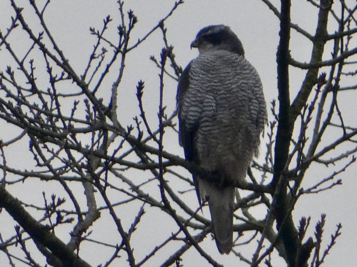 reiniervanloo's tweet photo. Kkkoud vandaag 🧊#goudhaan #grauwegans #mibo #roodborst #sijs #havik @vogelnieuws #boswachterijdorst  #oosterhout #natuur #vogels #specht #brabant #birds https://t.co/QLpyJ3z219
