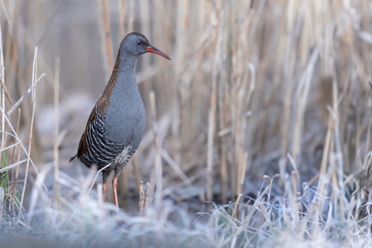 Daniel Trim tweet media