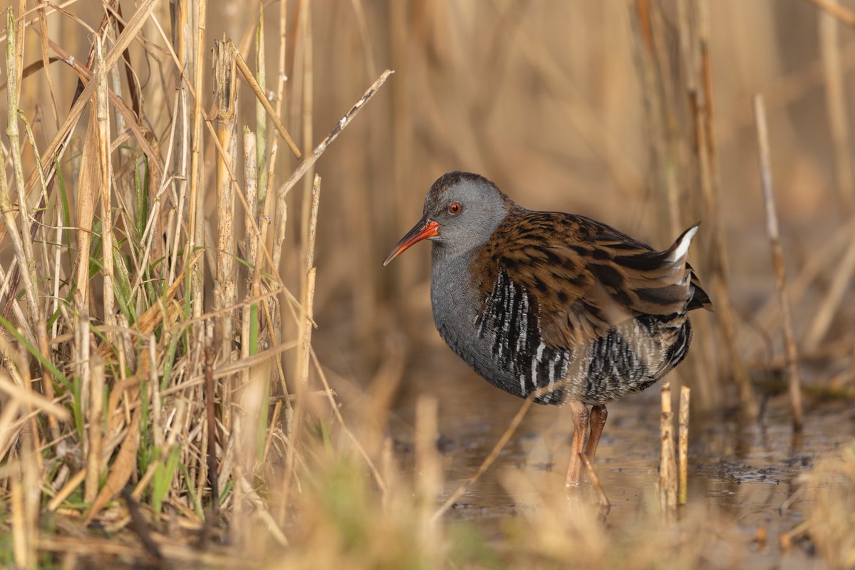 Daniel Trim tweet media