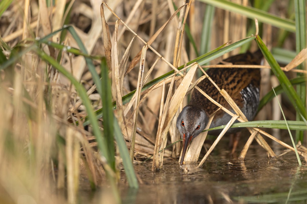 Daniel Trim tweet media