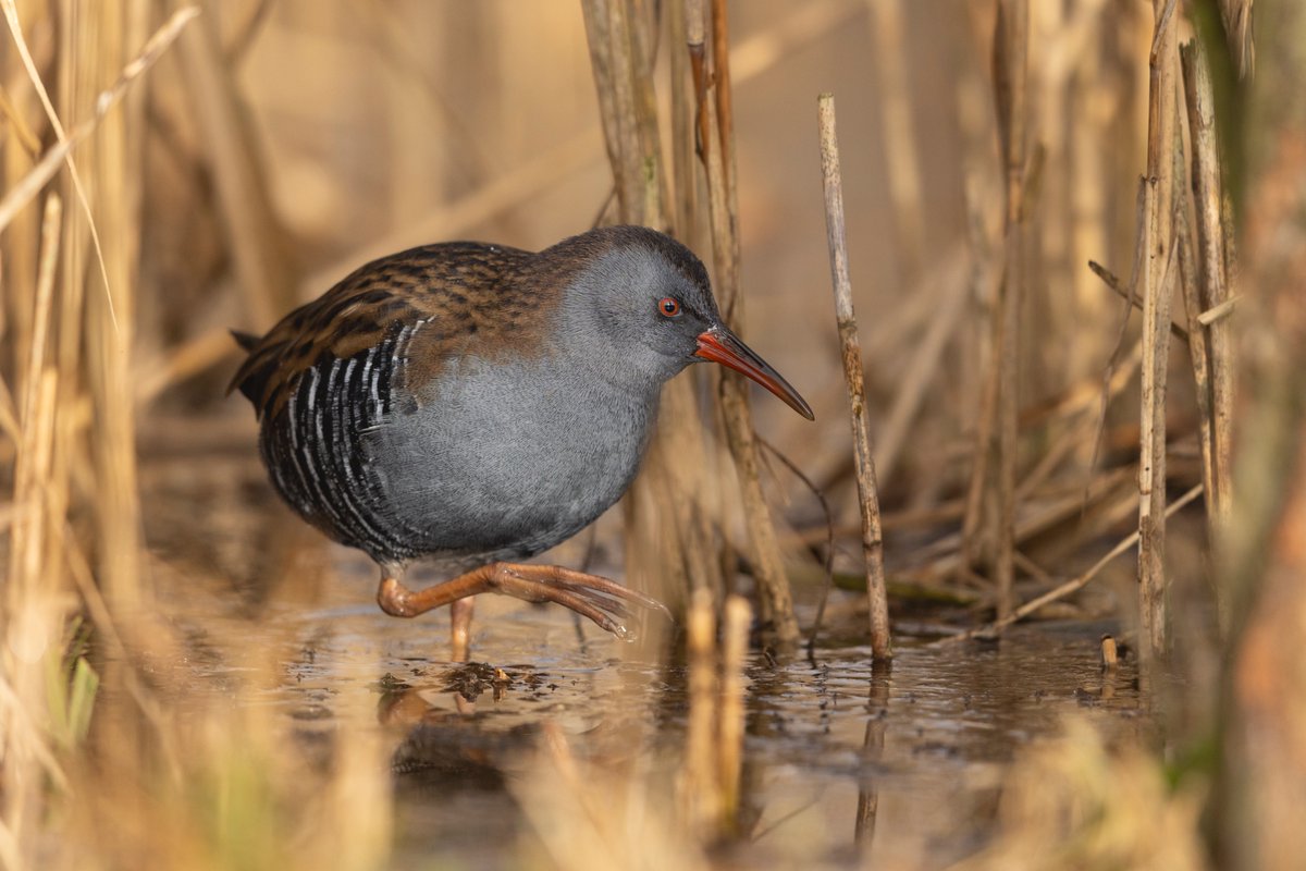 Daniel Trim tweet media