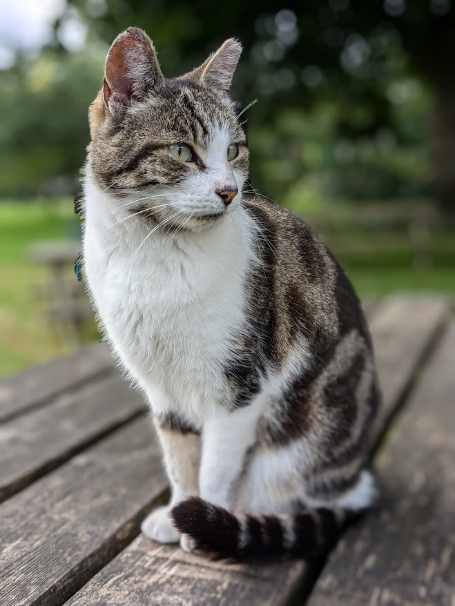 Robert Allotment cat,now helped by Janet & Amanda tweet media
